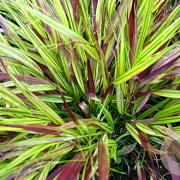 Hakonechloa macra 'Beni-kaze' GM P9