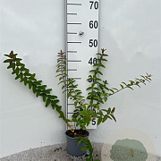 Hypericum dummeri 'Peter Dummer' 30-40 cm C1.3
