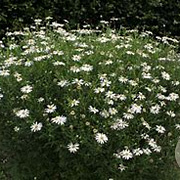 Kalimeris pinnatifida GM P9