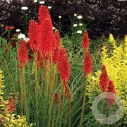 Kniphofia 'Redhot Popsicle' GM P9
