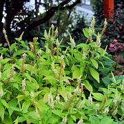 Leucosceptrum jap. 'Golden Angel' GM P9