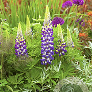 Lupinus Lupinova Cierra GM  P11