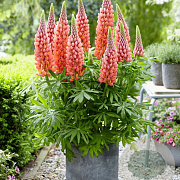 Lupinus 'Towering Inferno' GM  P11