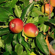 Malus d. 'Sevenummer Striepke' 18-20 HO cont. 80L