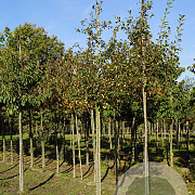Malus micromalus 10-12 HO draadkluit