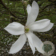 Magnolia proctoriana 14-16 HO draadkluit