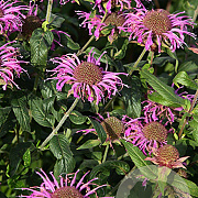 Monarda 'Violet Queen' GM P9