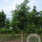 Phellodendron amurense 35-40 HO draadkluit
