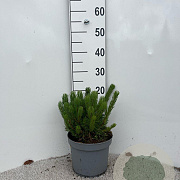 Pinus mugo pumilio 10-12 cm 5,0L