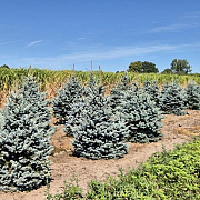 Picea pungens 'Super Blue' 150-175 cm draadkluit extra
