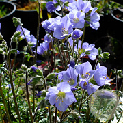 Polemonium caer. 'Northern Lights' GM P9