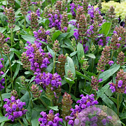 Prunella grand. 'Bella Blue' GM P9