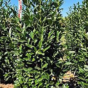 Prunus l. Elly 200-225 cm draadkluit extra