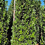 Prunus l. Elly 225-250 cm draadkluit extra
