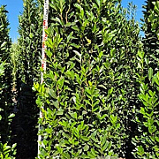 Prunus l. Elly 250-275 cm draadkluit extra