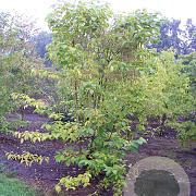 Pterostyrax hispida 250-300 cm draadkluit meerstammig 350-400 diameter