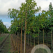 Quercus acutissima 8-10 HO draadkluit