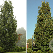 Quercus bimundorum 'Crimschmidt' 25-30 HO draadkluit