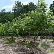 Quercus ellipsoidalis 25-30 HO draadkluit