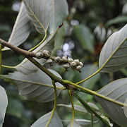 Quercus glauca 18-20 HO draadkluit geveerd