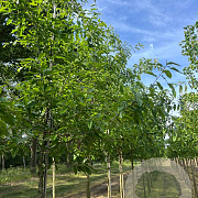 Quercus imbricaria 12-14 HO draadkluit