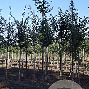 Quercus pubescens 12-14 HO draadkluit