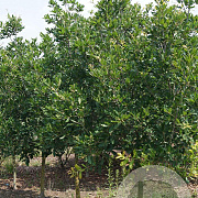Quercus turneri 'Pseudoturneri' 14-16 HO draadkluit geveerd