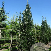 Quercus warei Regal Prince 8-10 HO draadkluit geveerd