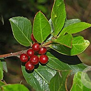 Rhamnus alaternus 175-200 cm draadkluit struik op Stam