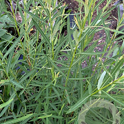 Salix koriyanagi 125-150 cm met kluit struik