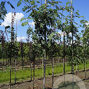 Sorbus pseudovilmorinii 6-8 HO draadkluit