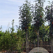 Sorbus scalaris 12-14 HO draadkluit