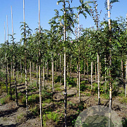 Sorbus scalaris 6-8 HO draadkluit