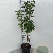 Syringa vulgaris 40-60 cm 5,0L