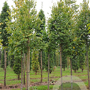 Tilia kiusiana 8-10 HO draadkluit