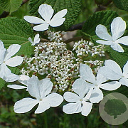 Viburnum furcatum 80-100 cm met kluit