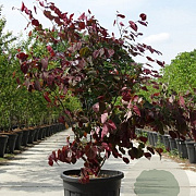 Cercis can. 'Forest Pansy' 175-200 cm container meerstammig