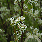 Amelanchier aln. 'Honeywood' 60-80 cm P15