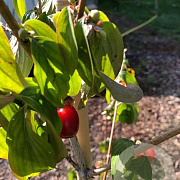 Cornus mas 'Florianka' 50-60 cm 5,0L