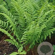Dryopteris marginalis GM P9