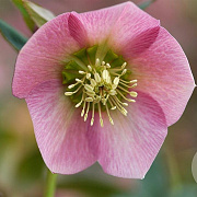 Helleborus o. 'Pretty Ellen Pink' GM P9