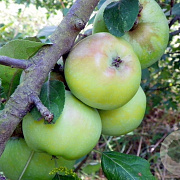Malus d. 'Sampion' 125-150 cm 10L