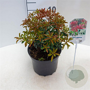 Pieris jap. 'Red Mill' 25-30 cm 3,5L