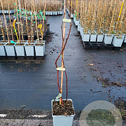 Rubus 'Buckingham Tayberry' 40-60 cm P15