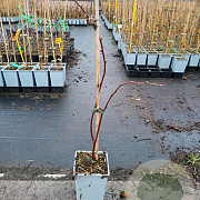 Rubus 'Dorman Red' 50-60 cm C1.5