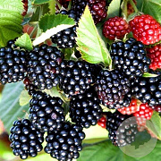 Rubus frut. 'Chester Thornless' 30-40 cm P15