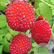 Rubus illecebrosus GM C1.5