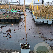 Rubus idaeus 'Tummelberry' 50-60 cm C1.5