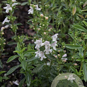 Satureja montana 'Aromakugel' GM P9
