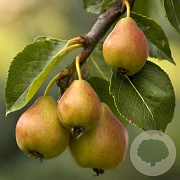 Sorbopyrus auricularis 100-125 cm 5,0L